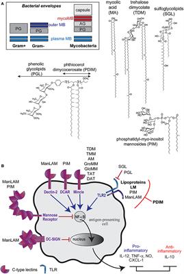 Trafficking of Mycobacterium tuberculosis Envelope Components and Release Within Extracellular Vesicles: Host-Pathogen Interactions Beyond the Wall